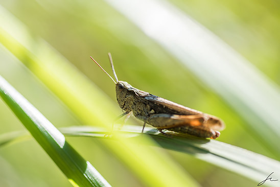 Grasshopper - macro shot