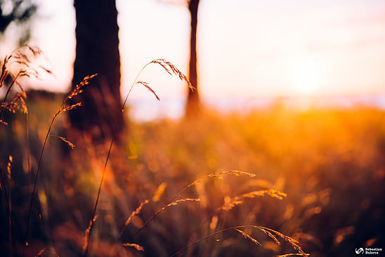 Autumn grass at sunset