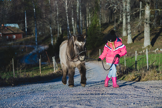 This icelanding horse does not like going uphill
