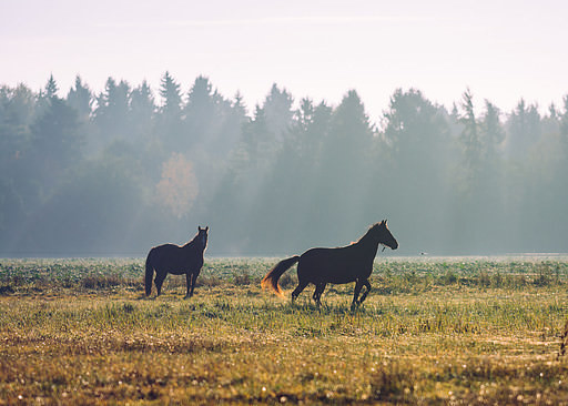 Autumn in the Swedish countryside with horses